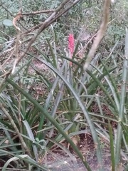 Aechmea distichantha