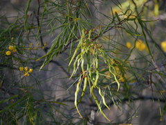 Acacia euthycarpa