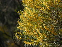 Acacia euthycarpa