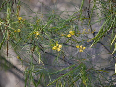Acacia euthycarpa