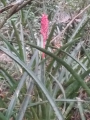 Aechmea distichantha