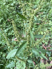 Rumex conglomeratus