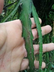 Lepismium cruciforme