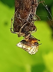 Verrucosa undecimvariolata