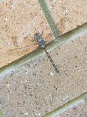 Adversaeschna brevistyla