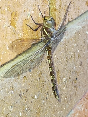 Adversaeschna brevistyla