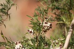 Pandorea doratoxylon