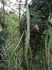 Lepismium cruciforme