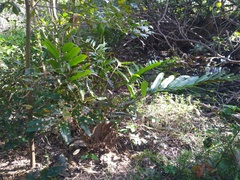 Acrostichum speciosum