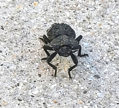 Phloeodes diabolicus