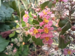 Malpighia glabra