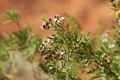 Pandorea doratoxylon
