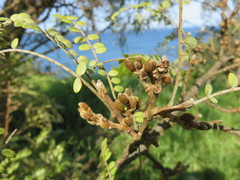 Sophora microphylla