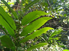 Acrostichum speciosum