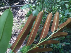 Acrostichum speciosum