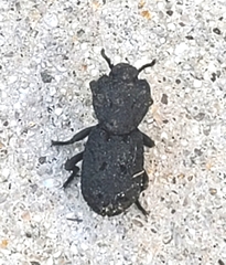 Phloeodes diabolicus