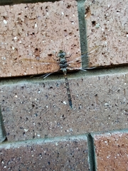 Adversaeschna brevistyla