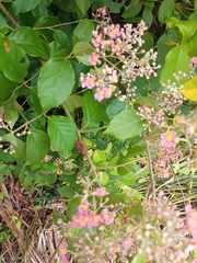 Malpighia glabra