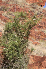 Pandorea doratoxylon