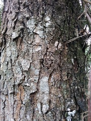 Gleditsia amorphoides