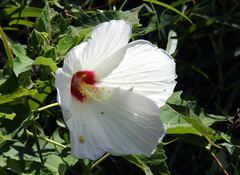 Hibiscus moscheutos