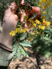 Acacia spectabilis