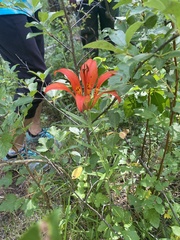 Lilium philadelphicum