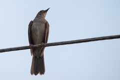 Turdus ignobilis debilis