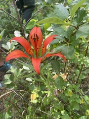 Lilium philadelphicum