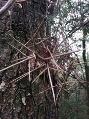 Gleditsia amorphoides