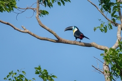 Ramphastos vitellinus vitellinus