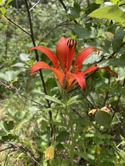 Lilium philadelphicum