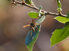 Mischocyttarus flavitarsis