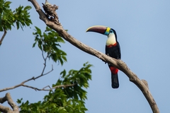Ramphastos tucanus