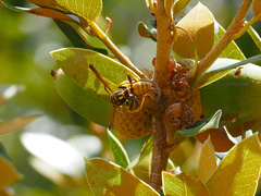 Mischocyttarus flavitarsis