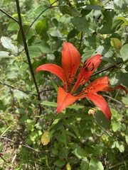 Lilium philadelphicum