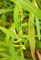 Echinochloa colona
