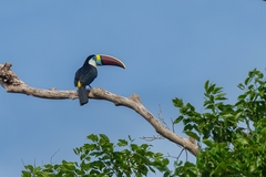 Ramphastos tucanus