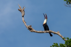 Ramphastos tucanus