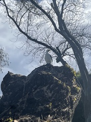 Microcarbo melanoleucos brevirostris