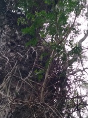 Gleditsia amorphoides