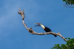 Ramphastos tucanus