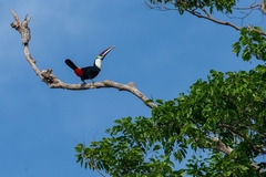 Ramphastos tucanus