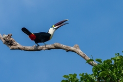Ramphastos tucanus