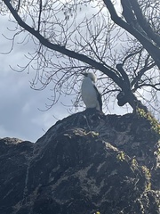 Microcarbo melanoleucos brevirostris