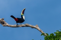 Ramphastos tucanus
