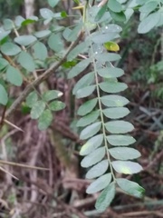 Gleditsia amorphoides