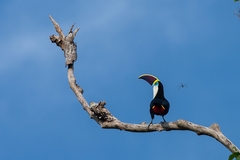 Ramphastos tucanus