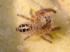Phidippus texanus
