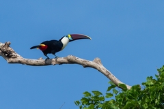 Ramphastos tucanus
